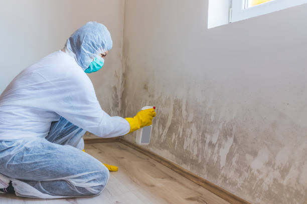 Licensed Mold Remediation service in Oak Ridge, TN - WQB Mold Removal