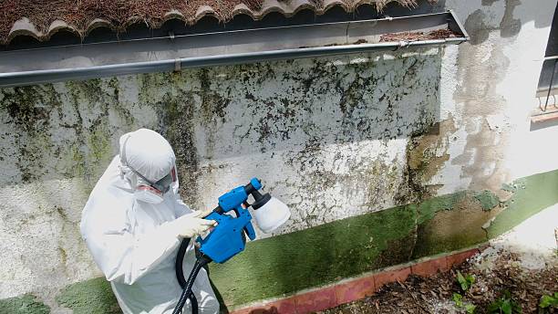 Top rated local Mold Remediation specialists in Oak Ridge, TN